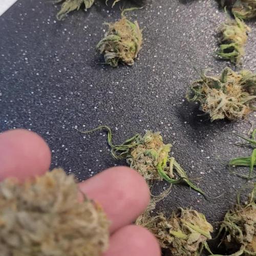 Not So Ŕunty Řuntz.(Fasciated mutation)