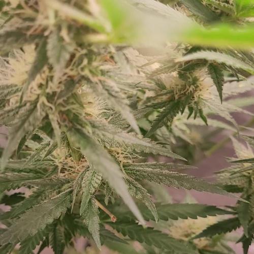 Cap Junkie - MSNL (RERUN)