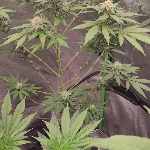 SunSet Sherbert- Kannabia