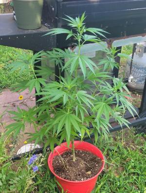 Comment by Grow4Releaf photo #1