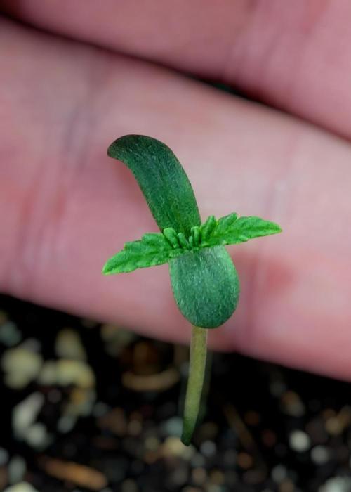 Sticky Broccolli-Eternity Grow Cup 2026. Week 0 - 12/27 1 of 3
