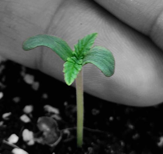 Sticky Broccolli-Eternity Grow Cup 2026. Week 0