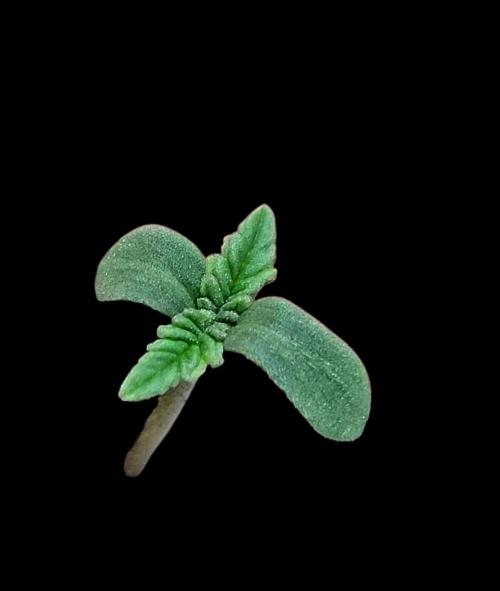 Sticky Broccolli-Eternity Grow Cup 2026. Week 0