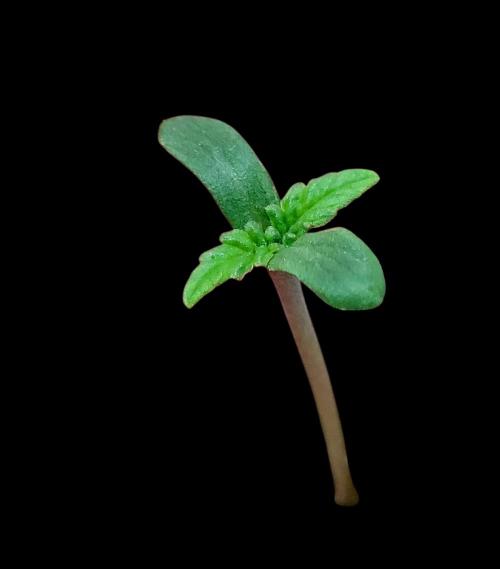 Sticky Broccolli-Eternity Grow Cup 2026. Week 0 - 3 of 3 12/27