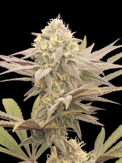 Bay Burger - Delicious Seeds Contest. Week 17