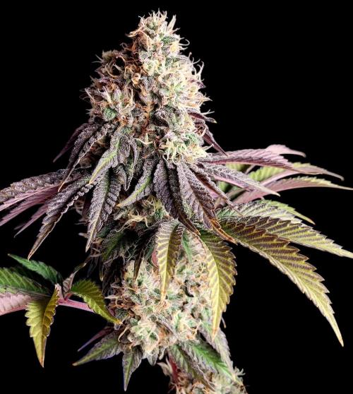 Bay Burger - Delicious Seeds Contest. Week 17