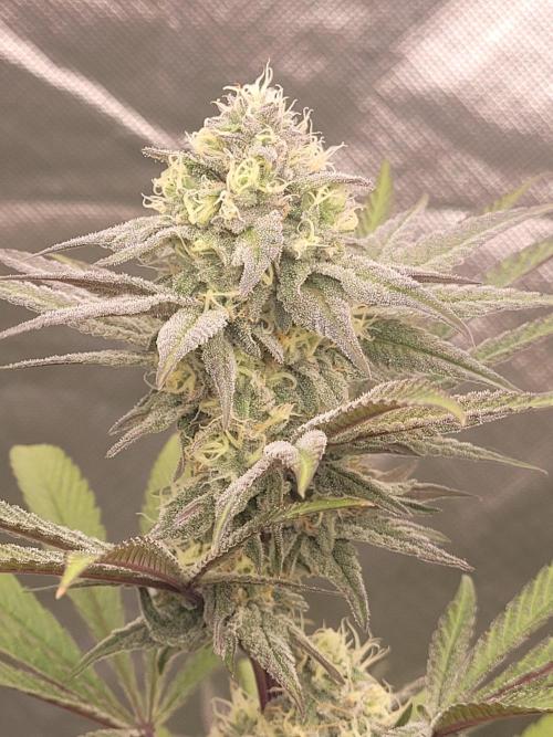 Bay Burger - Delicious Seeds Contest. Week 17