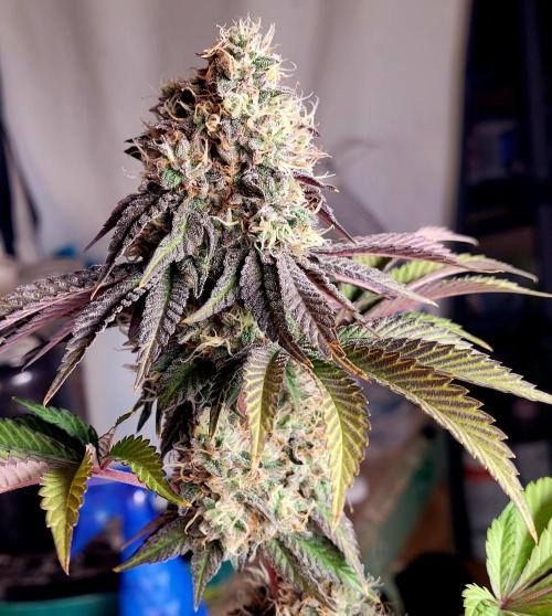 Bay Burger - Delicious Seeds Contest. Week 17