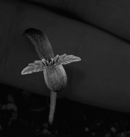 Sticky Broccoli - Žamnesia /Ecup 2026. Week 0