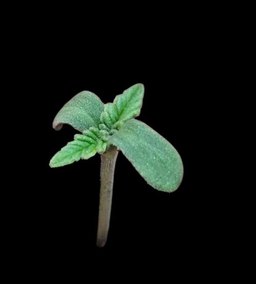 Sticky Broccoli - Žamnesia /Ecup 2026. Week 0