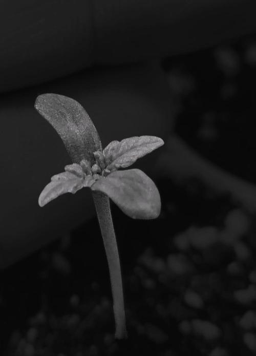 Sticky Broccoli - Žamnesia /Ecup 2026. Week 0