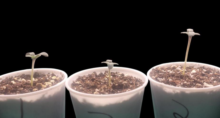 Sticky Broccoli - Žamnesia /Ecup 2026. Week 0