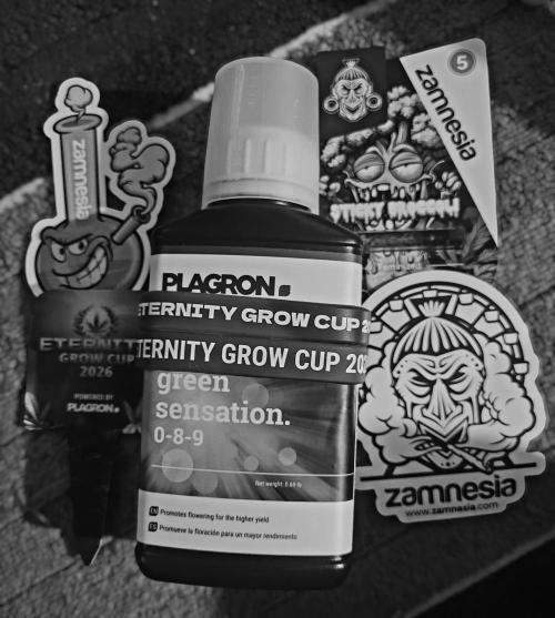 Sticky Broccoli - Žamnesia /Ecup 2026. Week 0