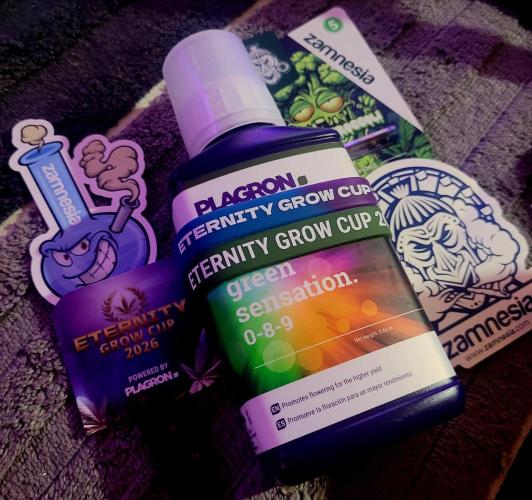 Sticky Broccoli - Žamnesia /Ecup 2026. Week 0