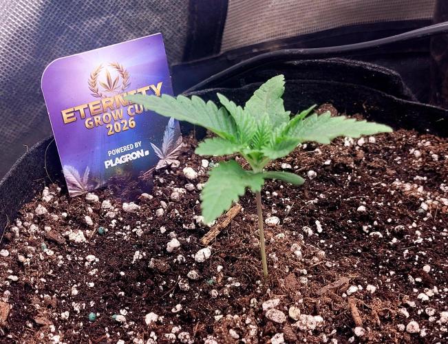 Sticky Broccoli - Žamnesia /Ecup 2026. Week 0