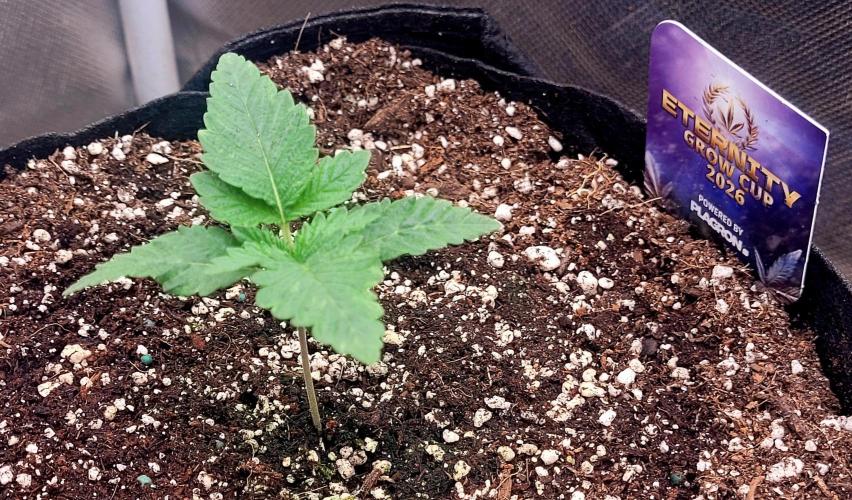 Sticky Broccoli - Žamnesia /Ecup 2026. Week 0