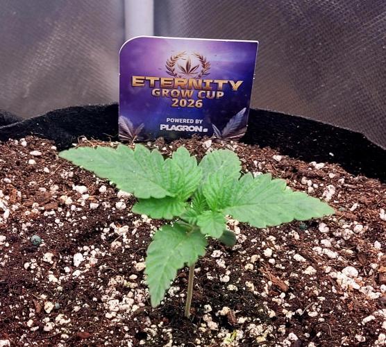 Sticky Broccoli - Žamnesia /Ecup 2026. Week 0