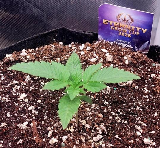 Sticky Broccoli - Žamnesia /Ecup 2026. Week 0