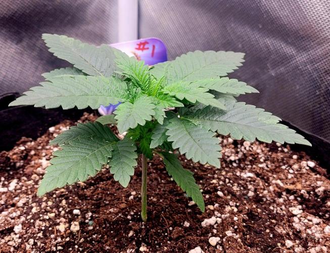 Sticky Broccoli - Žamnesia /Ecup 2026. Week 1 - Plant #1 