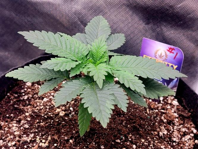 Sticky Broccoli - Žamnesia /Ecup 2026. Week 1 - Plant#1