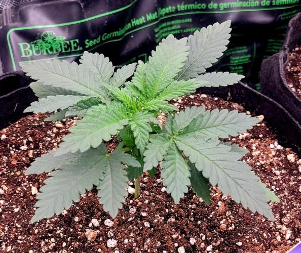 Sticky Broccoli - Žamnesia /Ecup 2026. Week 1 - Plant#2