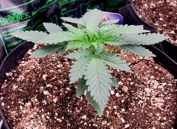 Sticky Broccoli - Žamnesia /Ecup 2026. Week 1 - Plant #2