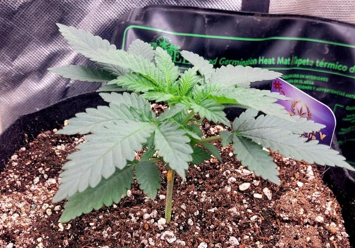 Sticky Broccoli - Žamnesia /Ecup 2026. Week 1 - Plant#2