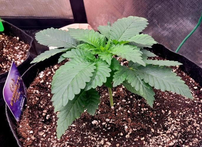 Sticky Broccoli - Žamnesia /Ecup 2026. Week 1 - Plant#3