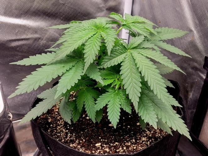 Sticky Broccoli - Žamnesia /Ecup 2026. Week 2 - #1