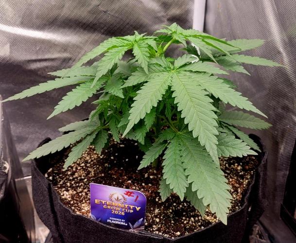 Sticky Broccoli - Žamnesia /Ecup 2026. Week 2 - Plant #1