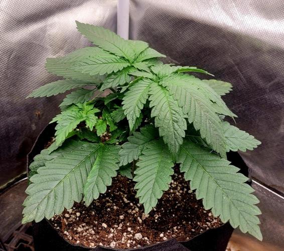 Sticky Broccoli - Žamnesia /Ecup 2026. Week 2 - #2