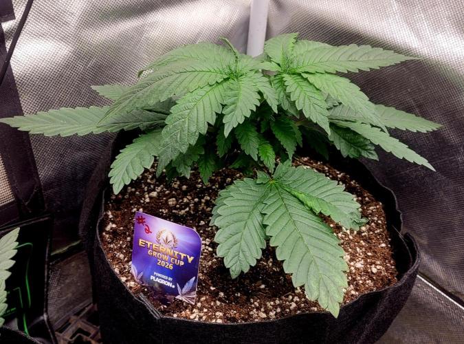 Sticky Broccoli - Žamnesia /Ecup 2026. Week 2 - Plant#2