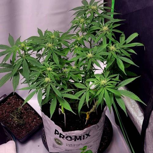 Diesel Auto. Week 8