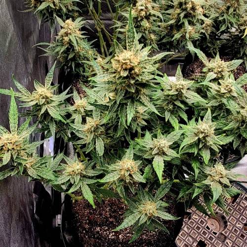 Diesel Auto. Week 11