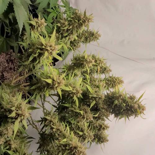 Promix-HP'm/ Wedding Glue/ PowerSi