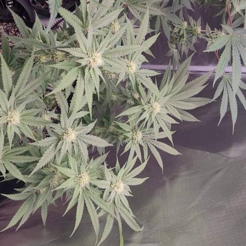 Platinum Jelly-(In-House Genetics)