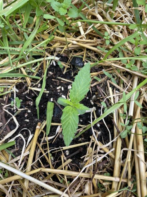 Hindu Kush Auto outdoor. Week 1