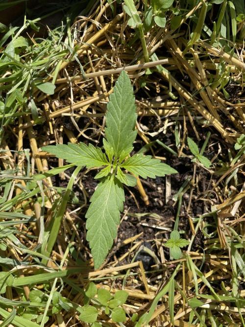 Hindu Kush Auto outdoor. Week 1