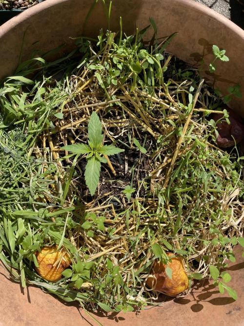 Hindu Kush Auto outdoor. Week 1