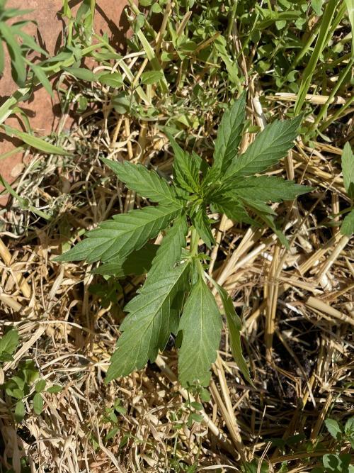 Hindu Kush Auto outdoor. Week 2