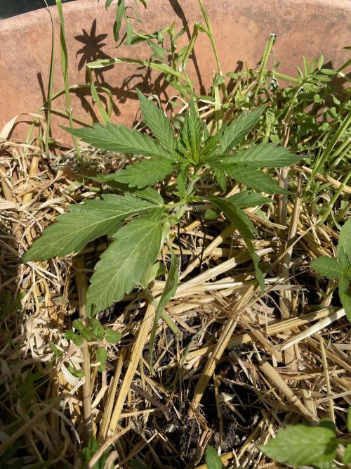 Hindu Kush Auto outdoor. Week 2