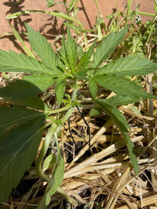 Hindu Kush Auto outdoor. Week 2