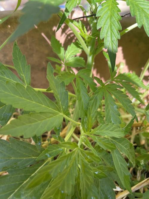 Hindu Kush Auto outdoor. Week 3