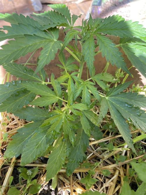 Hindu Kush Auto outdoor. Week 3