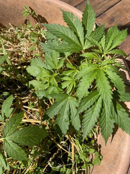 Hindu Kush Auto outdoor. Week 3