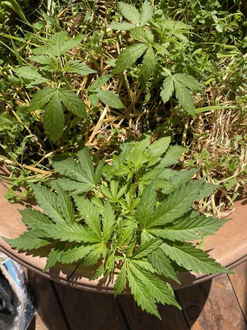 Hindu Kush Auto outdoor. Week 3