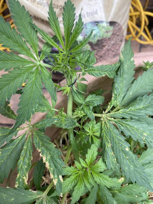 Hindu Kush Auto outdoor. Week 4