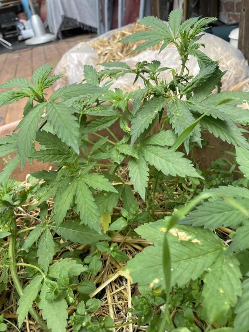 Hindu Kush Auto outdoor. Week 4