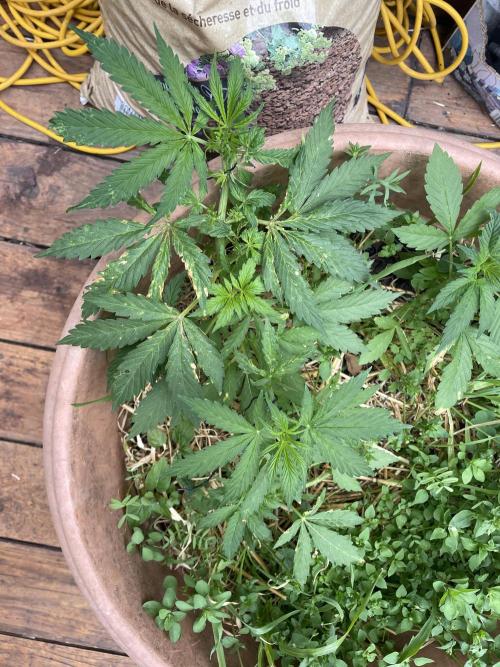 Hindu Kush Auto outdoor. Week 4