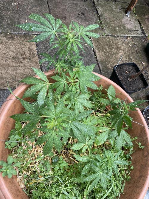 Hindu Kush Auto outdoor. Week 5